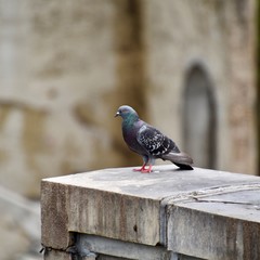 Pigeon On A Ledge 
