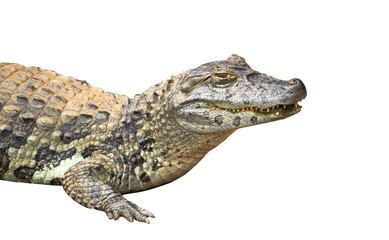 Spectacled caiman or common white caiman (Caiman crocodilus) close-up isolated on white background. Focus emphasizing the animal head, the yellow eye and partly open mouth with pronounced teeth. - obrazy, fototapety, plakaty