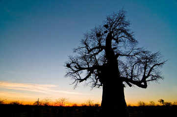 Baobab tree (Adansonia digitata) Makgadigadi Pans at Gweta in Botswana.