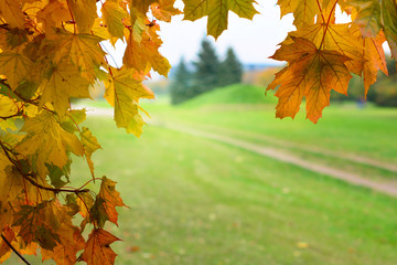 Red, yellow, golden maple tree leaves in autumn background