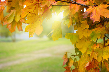 Red, yellow, golden maple tree leaves in autumn background