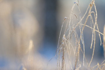 Winter frost and ice crystals on grass. Selective focus and shallow depth of field.