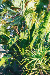 Beautiful juicy green flowerbed with heat-loving plants. Aloe vera, cacti and Banana trees