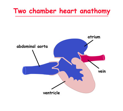 Two chamber heart anatomy isolated on white background infographic. heart vector illustration.