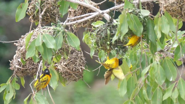 Weaver birds building a nest in a tree around the Farako falls in Mali, Africa