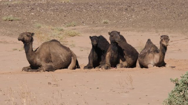 Herd of dromedary camels sitting in the sahara desert at Nkob, Morocco