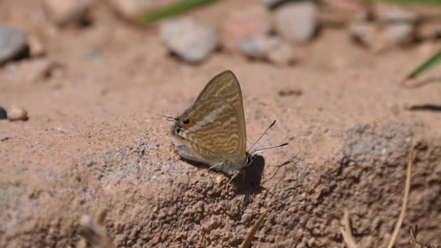 Butterfly in the sahara desert at Nkob, Morocco