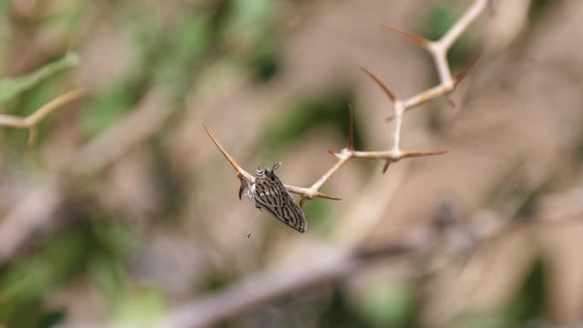 Butterfly in the sahara desert at Nkob, Morocco