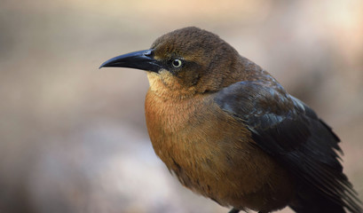 Great Tailed Grackle