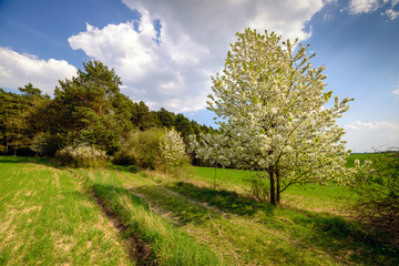 Spring apple tree in bloosom on green meadow under the blue sky