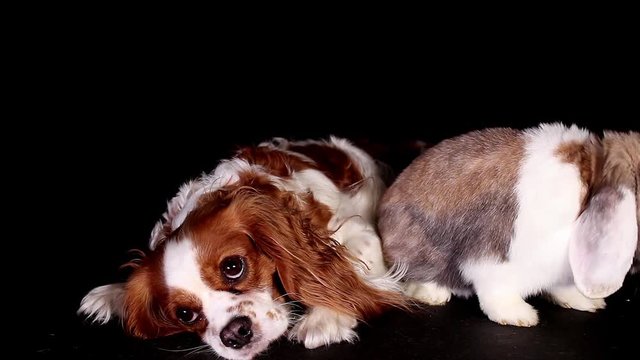 Rabbit dog together pets animals sibling rivalry sad puppy