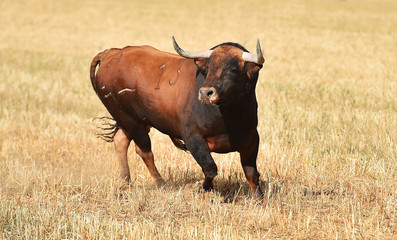 toro español en el campo