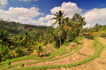 Fototapeta na wymiar Terrace rice fields, Bali, Indonesia.
