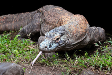 Komodo Dragon, the largest lizard in the world, Indonesia.
