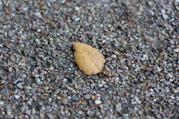 Brown leaf on gravel