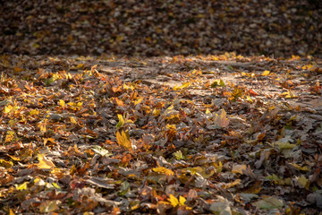 autumn colorful leaves