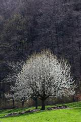 Blühender Kirschbaum im Neidlinger Tal