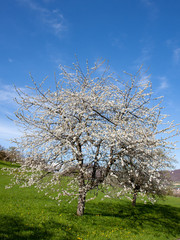 Kirschblüte im Neidlinger Tal