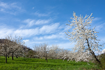 Kirschbl&uuml;te im Neidlinger Tal