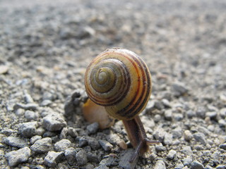 Schnecke am Limit