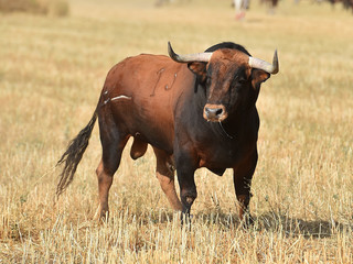 toro en españa