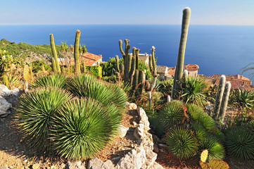 Exotic cacti garden at the very top of the mediaeval hilltop village of Eze, France.