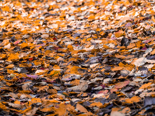 autumn fall leafs close up laying on ground