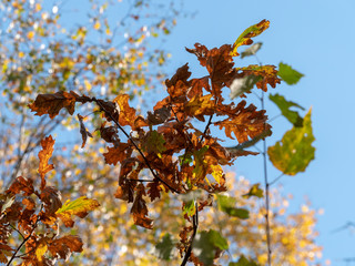 autumn fall backlighted leafs close up on dark background