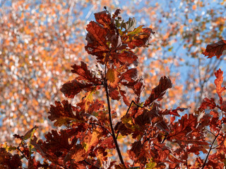 autumn fall backlighted leafs close up on dark background