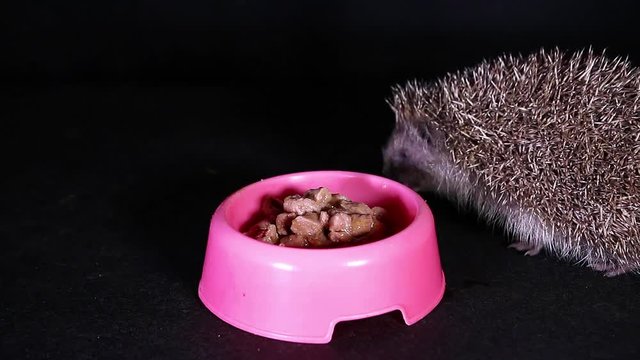 Wild european hedgehog eating domestic cat food