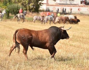 toro en españa