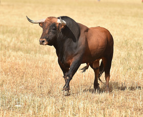 toro español en el campo