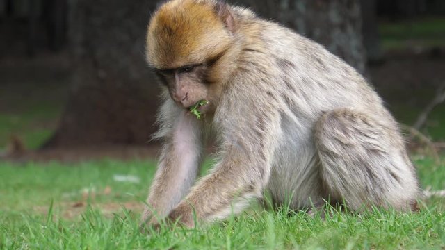 Barbary ape eating fast from a grass field at C&radic;&reg;dre Gouraud Forest in the Middle Atlas Mountain Range of Morocco