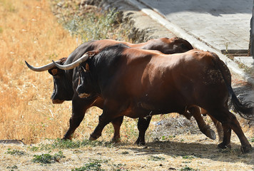 toro en españa