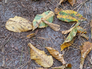 autumn fall leafs close up laying on ground