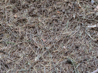 autumn fall leafs close up laying on ground