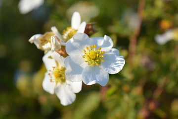 Fototapeta na wymiar flores brancas