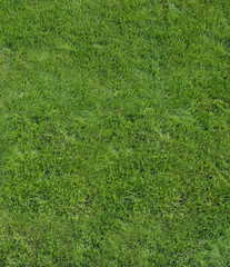 Piece of green, fresh lawn, summer sunny day