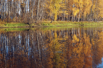 Mellow autumn. Birch with yellow leaves. Natural background.