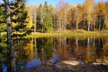 Autumn nature. Trees with yellow leaves are reflected in the river.