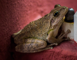 Der Frosch mein Kumpel 