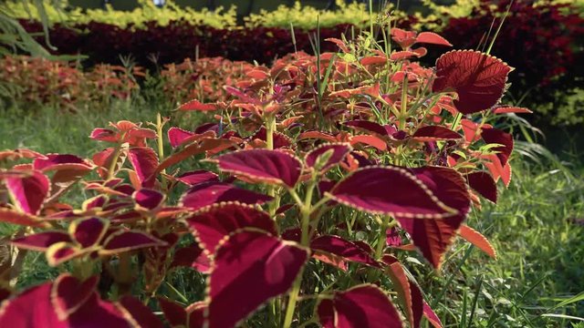 Orbit Shot Of Orange-Red Coleos In 4K, Red Leaf Bush