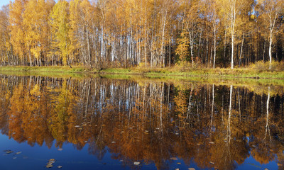 Autumn landscape. Trees with yellow foliage.