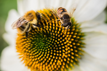 Biene beim Nektar Sammeln © Christoph