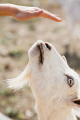 white goat reaches for a hand close-up