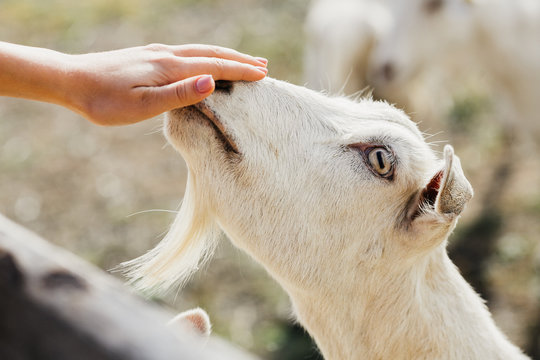 white goat reaches for a hand close-up