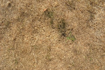 Closeup photograph of parched grass in a suburban lawn. Taken on August 2, 2018 in Leuven, Belgium, during the European drought of summer 2018.