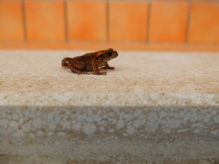 rana