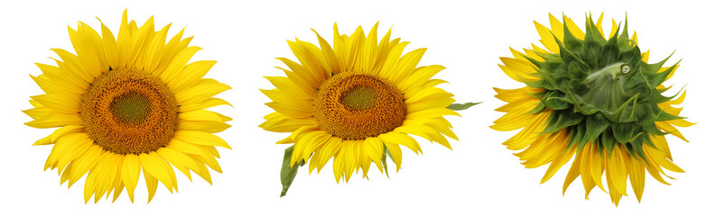 flower of sunflower isolated on a white background.