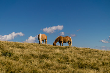 Pferde in den Bergen